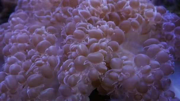 Hermosa Flor Marina Mundo Submarino Con Corales Peces — Vídeo de stock