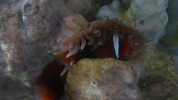 Nahaufnahme Schöner Fische Aquarium Auf Der Dekoration Von Wasserpflanzen Hintergrund — Stockvideo