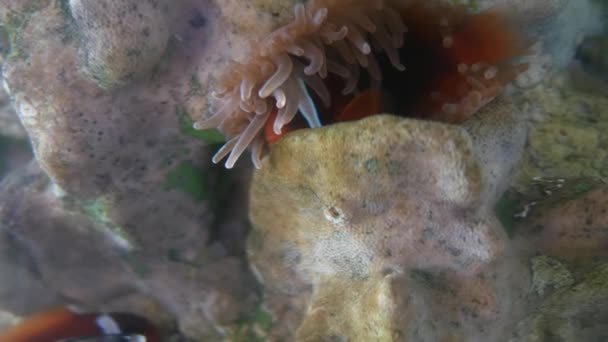 水生の装飾に水族館の美しい魚をクローズ アップ植物の背景 魚の水槽にカラフルな魚 — ストック動画