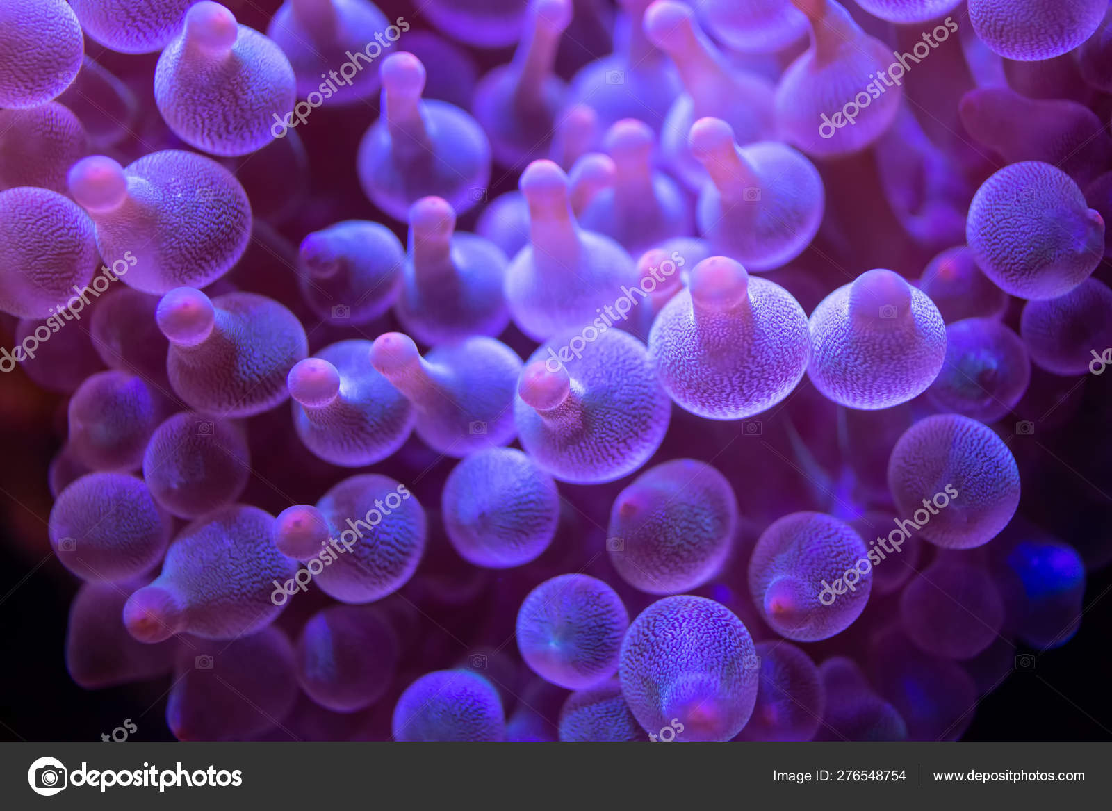 Get Beautiful Sea Flower In Underwater World With Corals And Fish For Android Wallpaper Beautiful Sea Flower In Underwater World With Corals And Fish For Free