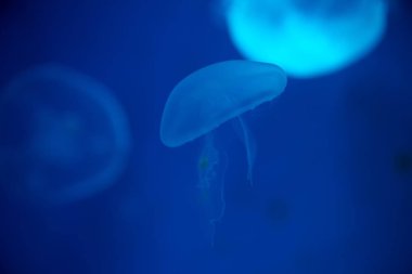 Yakın çekim denizanası, Medusa fish tank neon ışık ile. Jellyfi