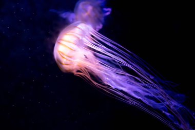 Yakın çekim denizanası, Medusa fish tank neon ışık ile. Jellyfi