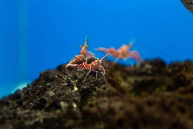 Menteşe-Gaga karides su tankı, güzel küçük karides mi ben
