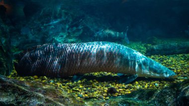 Güzel balık içinde belgili tanımlık akvaryum dekorasyon sucul bitkiler 