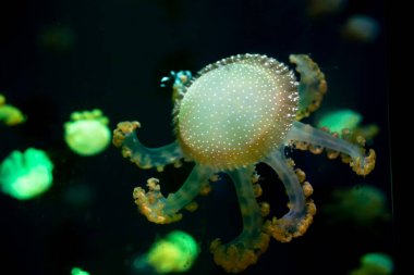 Yakın çekim denizanası, Medusa fish tank neon ışık ile. Jellyfi