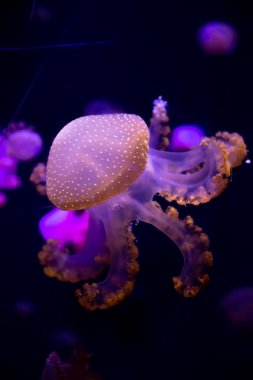 Yakın çekim denizanası, Medusa fish tank neon ışık ile. Jellyfi