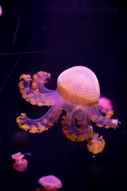Yakın çekim denizanası, Medusa fish tank neon ışık ile. Jellyfi