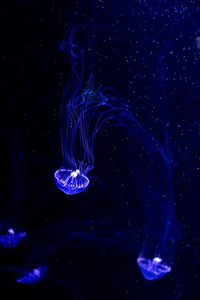 クローズ アップ クラ ゲ、ネオンの光で水槽にクラゲ。Jellyfi — ストック写真