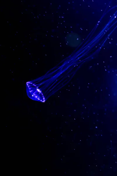 クローズ アップ クラ ゲ、ネオンの光で水槽にクラゲ。Jellyfi — ストック写真