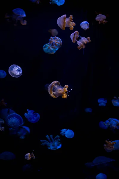 Yakın çekim denizanası, Medusa fish tank neon ışık ile. Jellyfi — Stok fotoğraf