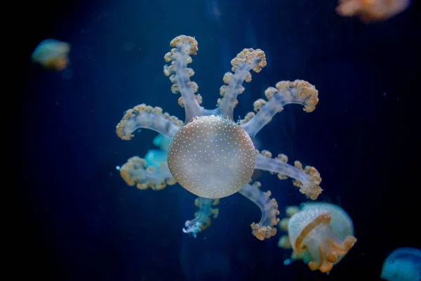 Close-up Jellyfish, Medusa in fish tank with neon light. Jellyfi — Stock Photo, Image