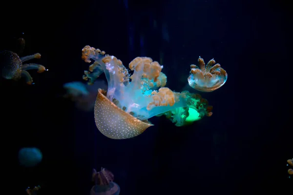 Medusa, Medusa in acquario con luce al neon. Jellyfi — Foto Stock