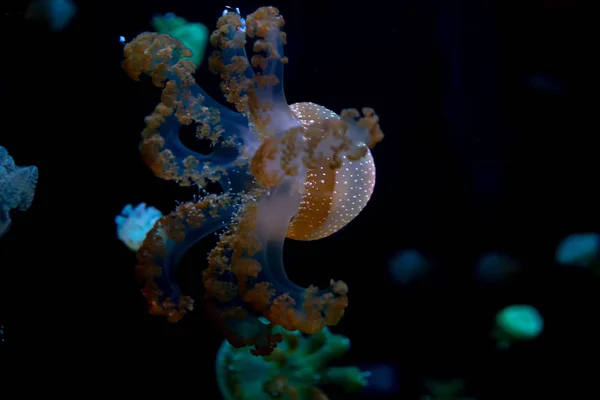 Jellyfish primer plano, Medusa en pecera con luz de neón. Jellyfi. — Foto de Stock