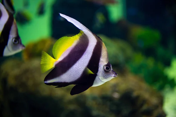 Piękne ryby w akwarium, ozdoba rośliny wodne — Zdjęcie stockowe