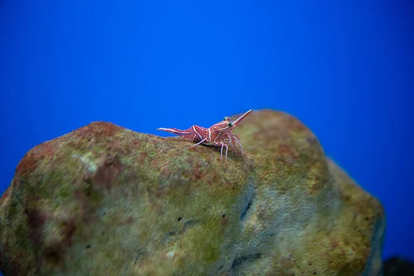 Pant zobák Krevety ve vodní nádrže, je to krásné malé krevety jsem — Stock fotografie