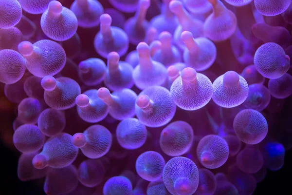 Piękny kwiat w podwodny świat z koralowców i ryb. — Zdjęcie stockowe