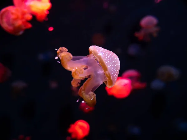 Jellyfish primer plano, Medusa en pecera con luz de neón. Jellyfi. — Foto de Stock