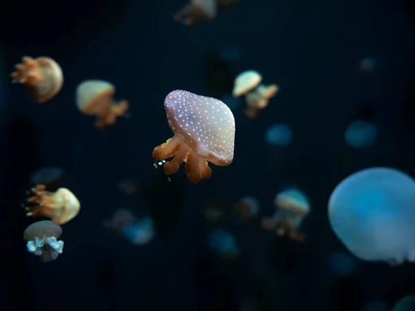 Jellyfish primer plano, Medusa en pecera con luz de neón. Jellyfi. —  Fotos de Stock