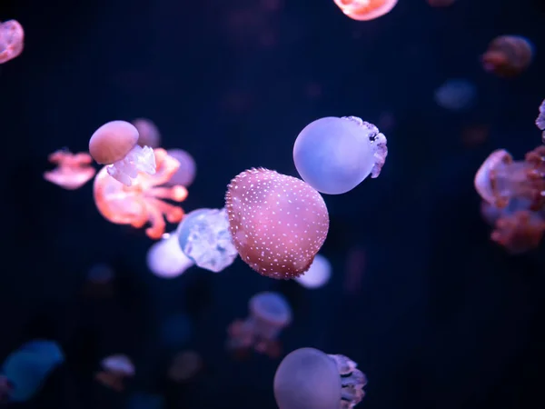 Medusa, Medusa in acquario con luce al neon. Jellyfi — Foto Stock