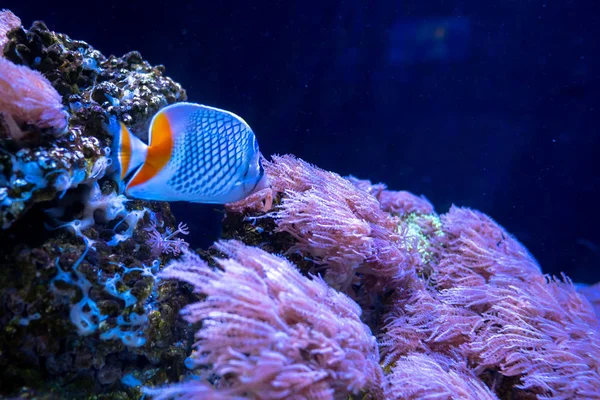 Beautiful fish in the aquarium on decoration  of aquatic plants