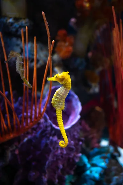 Sea horse in aquarium. These seahorses live in the warm seas aro — Stock Photo, Image