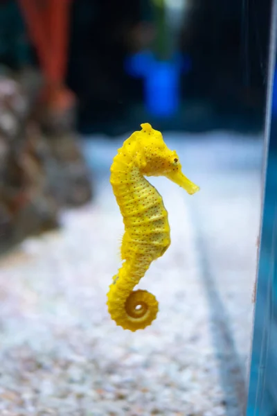 Sea horse in aquarium. These seahorses live in the warm seas aro — Stock Photo, Image