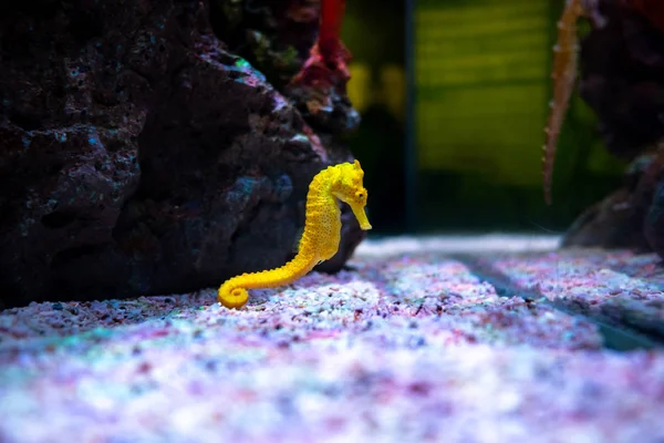 Sea horse in aquarium. These seahorses live in the warm seas aro — Stock Photo, Image