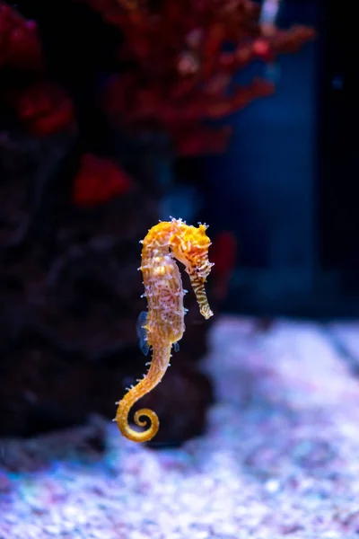 Sea horse in aquarium. These seahorses live in the warm seas aro — Stock Photo, Image