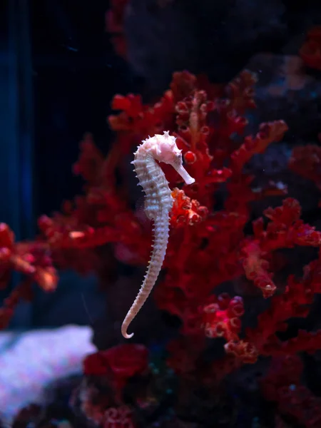 Sea horse in aquarium. These seahorses live in the warm seas aro