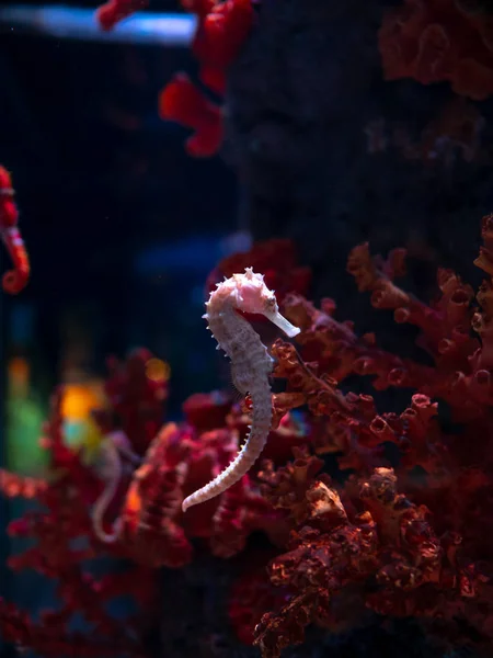 Sea horse in aquarium. These seahorses live in the warm seas aro