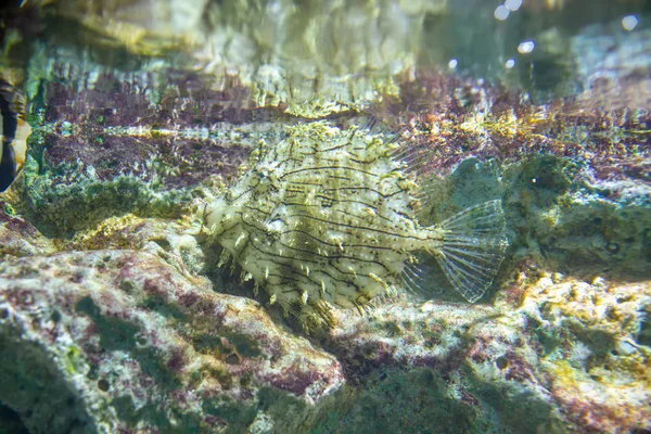 Beaux poissons dans l'aquarium sur la décoration des plantes aquatiques — Photo