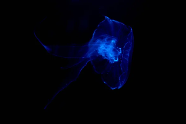 Gros plan Méduses, Méduse dans un aquarium au néon. Jellyfi — Photo