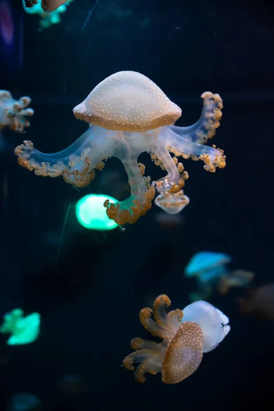 Gros plan Méduses, Méduse dans un aquarium au néon. Jellyfi — Photo