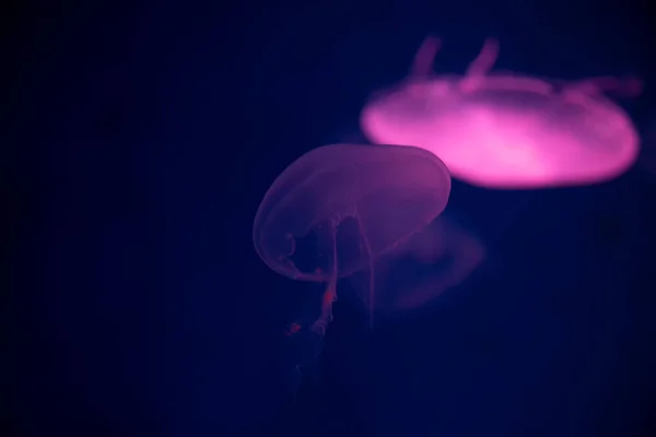 Jellyfish primer plano, Medusa en pecera con luz de neón. Jellyfi. — Foto de Stock