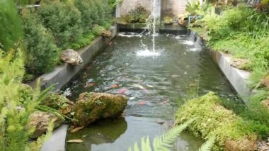 Koi balığı gölette yüzüyor..