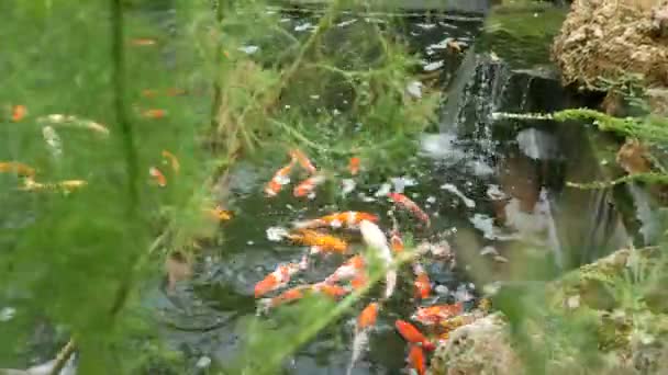 Koi Fische Schwimmen Teich — Stockvideo