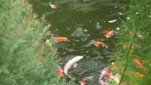 Peixes Koi Nadando Lagoa — Vídeo de Stock