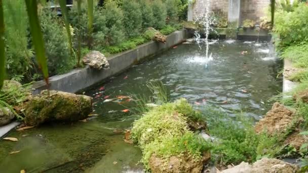 Peces Koi Nadando Estanque — Vídeo de stock