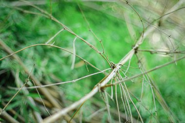 Soyut bokeh arka plan, Doğa arka plan