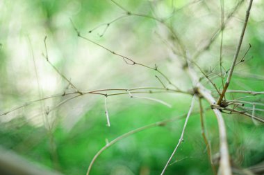 Soyut bokeh arka plan, Doğa arka plan