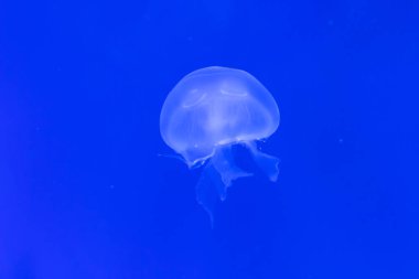 Yakın çekim denizanası, Medusa fish tank neon ışık ile. Jellyfi