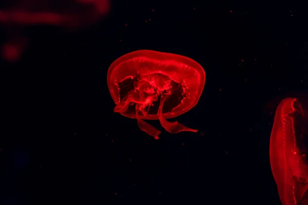 特写水母, 美杜莎在鱼缸与霓虹灯。耶利菲 — 图库照片