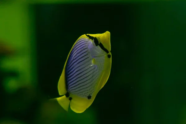 Close up beautiful fish in the aquarium on decoration of aquatic