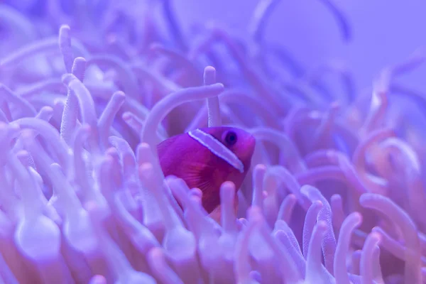 Hermosa flor marina en el mundo submarino con corales y peces . —  Fotos de Stock