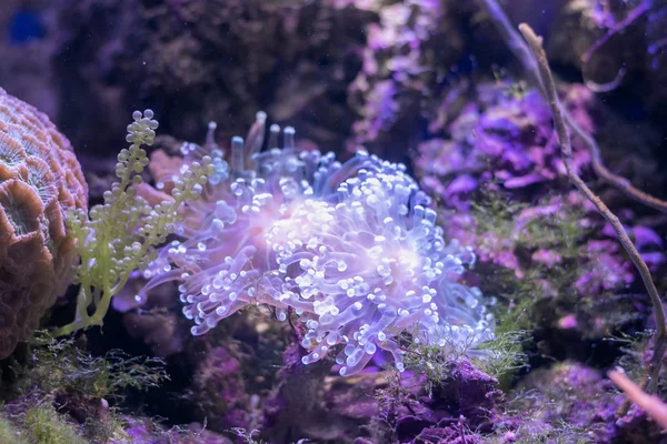 Beautiful sea flower in underwater world with corals  and fish.