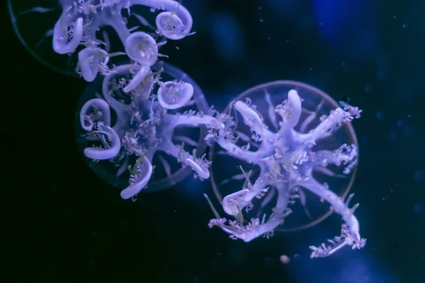 Close-up Jellyfish, Medusa in fish tank with neon light. Jellyfi — Stock Photo, Image