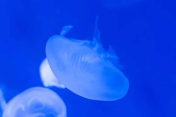 Közeli kép: medúza, medúza akvárium neon fénnyel. Jellyfi — Stock Fotó