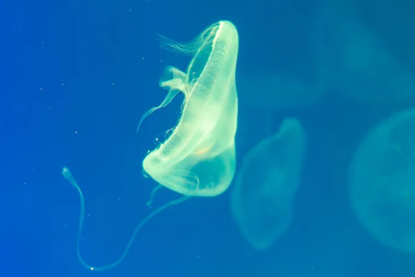 Jellyfish primer plano, Medusa en pecera con luz de neón. Jellyfi. —  Fotos de Stock