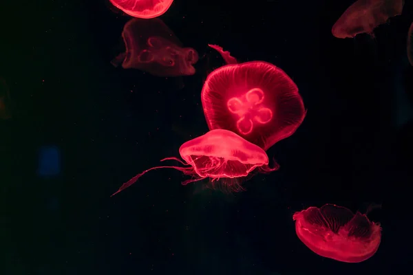 Medusa, Medusa in acquario con luce al neon. Jellyfi — Foto Stock