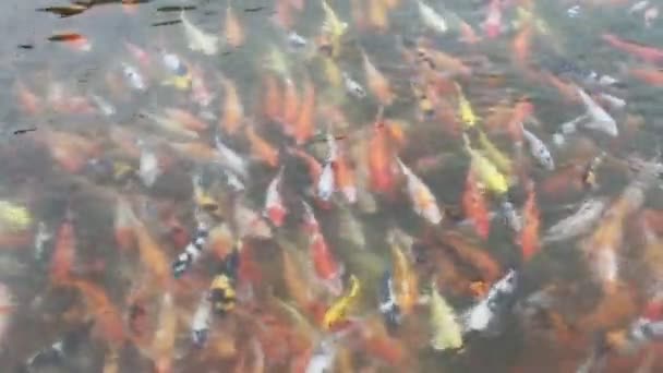 Koi Fish Swimming Pond — Stock Video